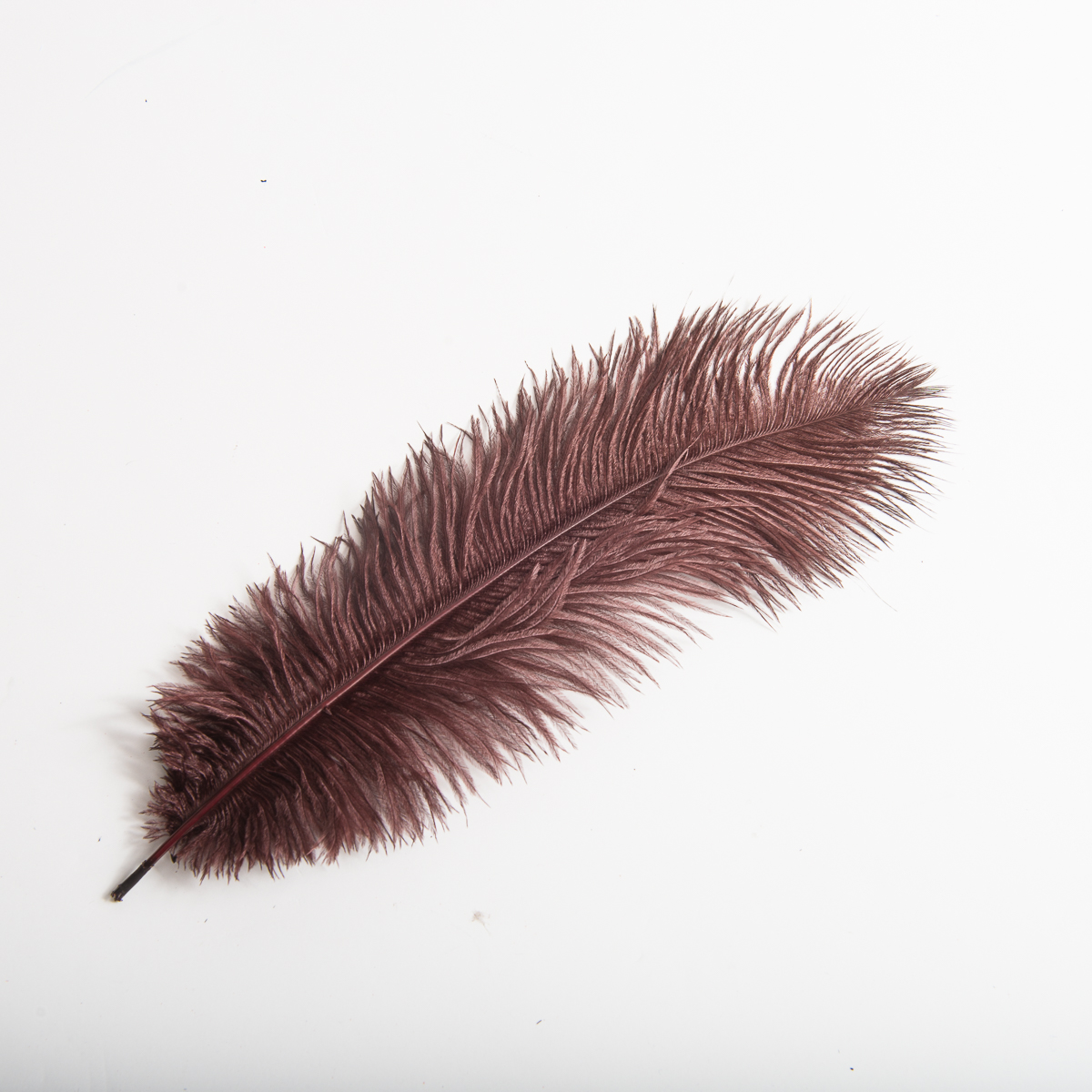 brown ostrich feathers